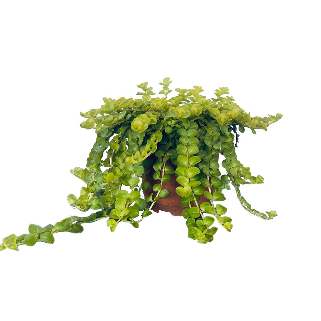 金叶过路黄盆栽 匍匐四季常绿地被观叶垂吊植物黄金串吊兰耐寒批