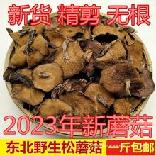 东北特产野生松蘑菇松菇粘蛾子松娥粘团子松树蘑干货新鲜菌菇500g