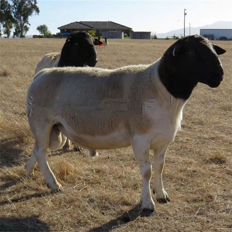 小杜泊绵羊