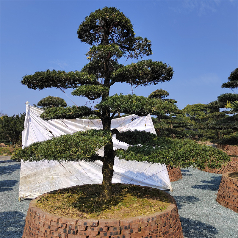 树造型黑松大型别墅庭院日本迎客松树苗相似店铺>进入本店铺>厂房面积