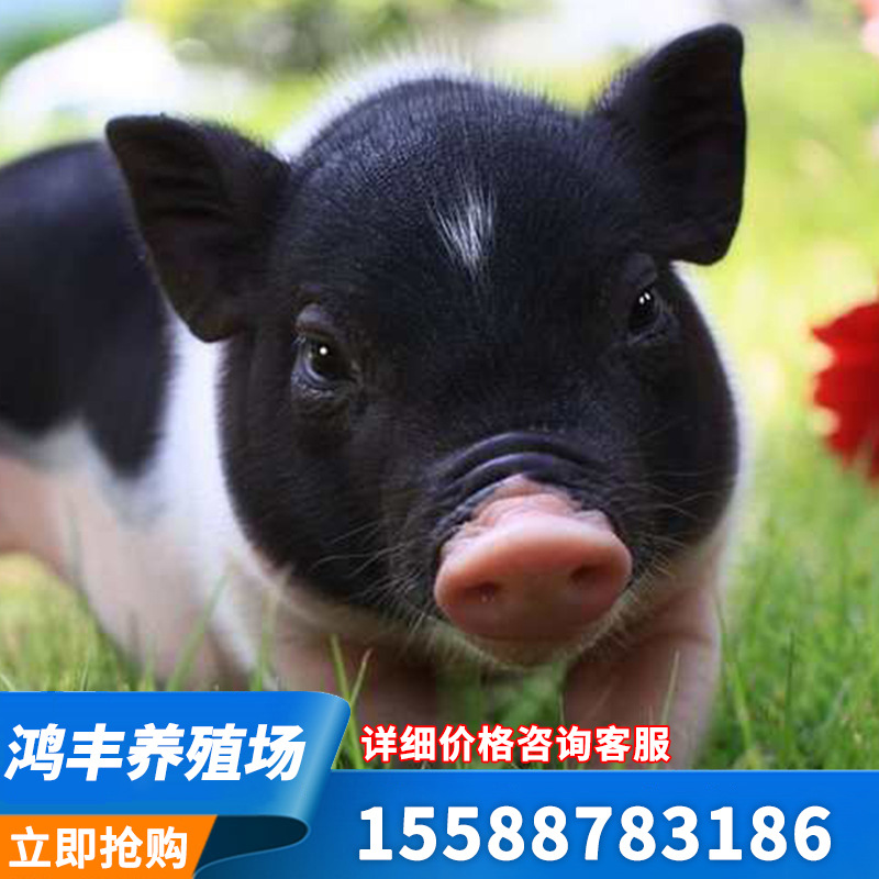 巴马香猪养殖视频