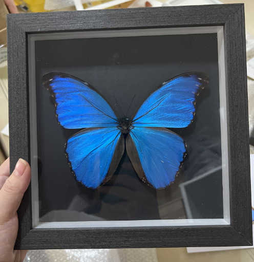 蓝闪欢乐女神闪蝶晶闪未展翅原蝶真蝴蝶标本-阿里巴巴