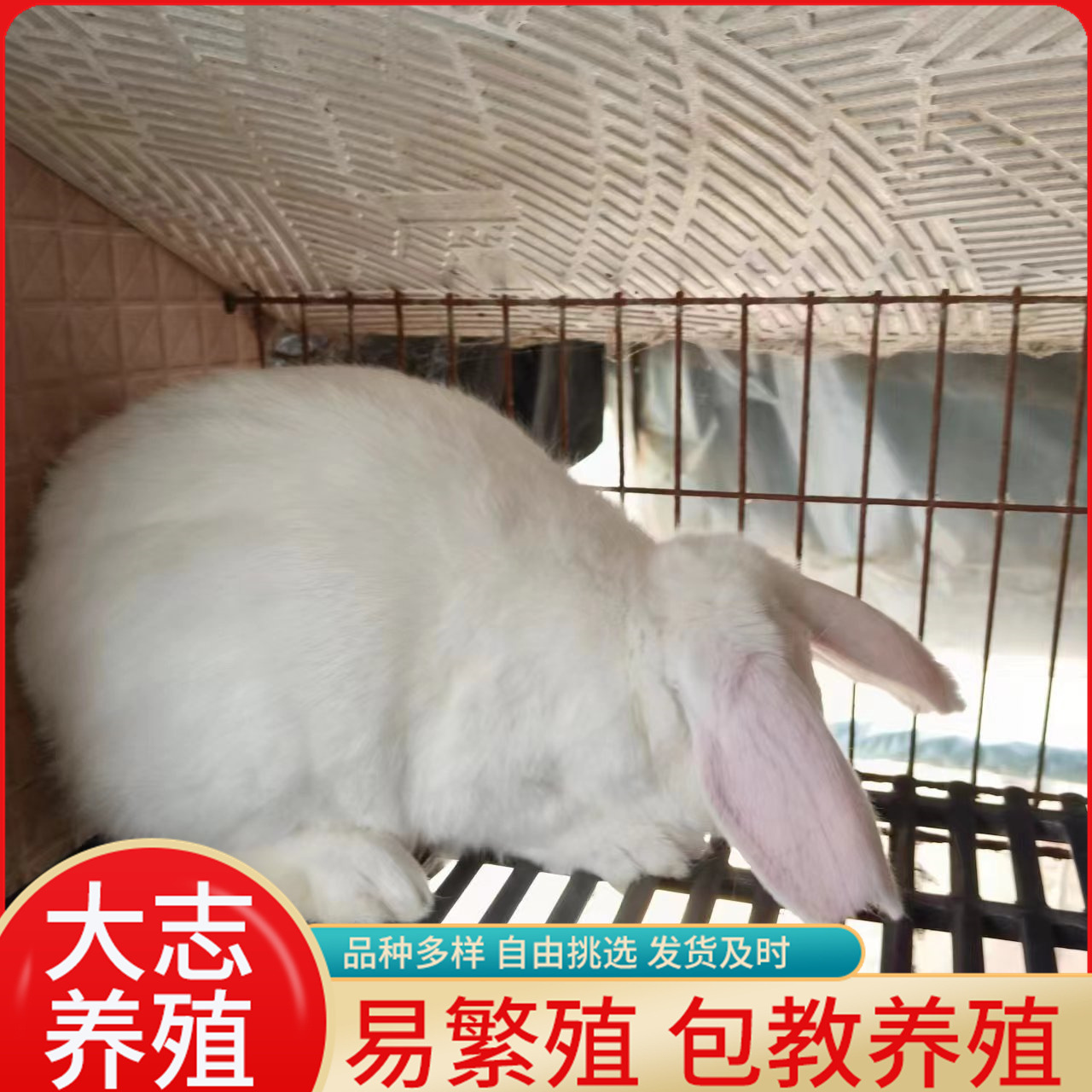 巨型垂耳纯白公羊兔活体养殖一对公羊兔的利润公羊兔幼兔大量批发