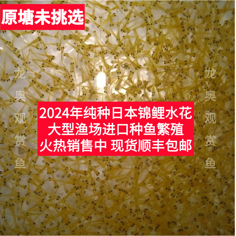2024年锦鲤水花鱼苗纯种日本红白三色丹顶观赏鱼草金小鱼苗幼苗