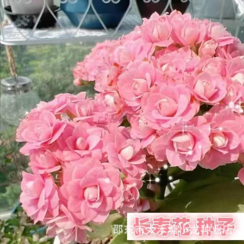 长寿花种子室内花卉盆栽植物室外籽易活花种子籽四季庭院播种易活