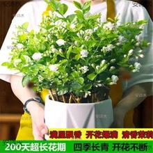 【带花苞】重瓣茉莉花盆栽香水茉莉四季开花浓香型好养绿植花卉