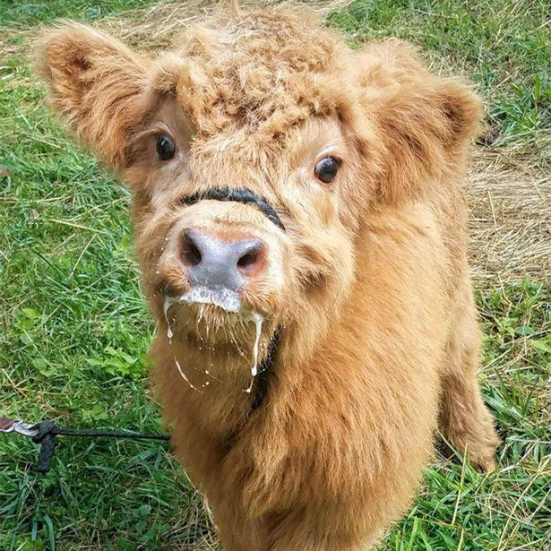 宠物牛活体小牦牛 长不大的宠物牛高地牛迷你宠物牛 小奶牛活体