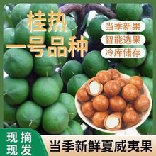 坚果夏威夷果当季散装新果原味带皮青皮薄皮新鲜夏果榛子野生食用