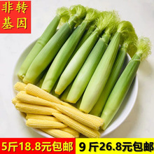 【鲜果多农产品】现摘玉米笋鲜嫩蔬菜水果小玉米棒玉米芯非转基因