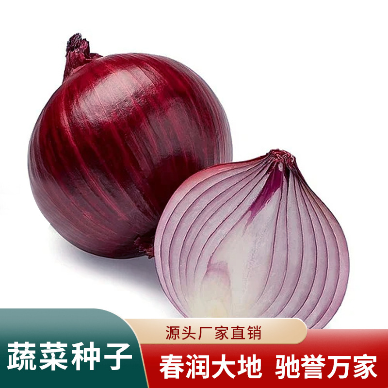 红藏洋葱种子中日照洋葱100g紫红皮葱头春秋播洋葱种籽蔬菜种子