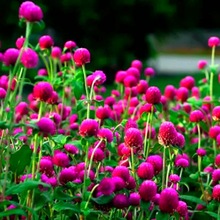 四季种火球花花花卉种子花种籽子千日红种子千日紫种子花种子