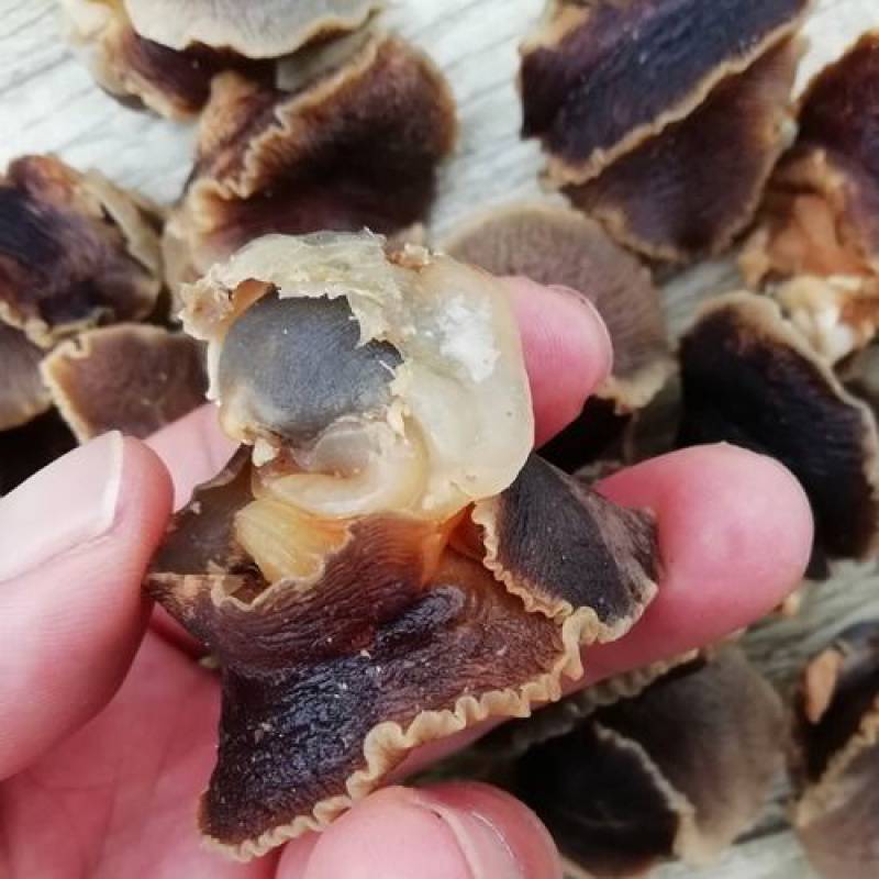 野生大香螺干海螺肉干玉螺响螺干金丝螺海鲜水产贝类干货500g50g