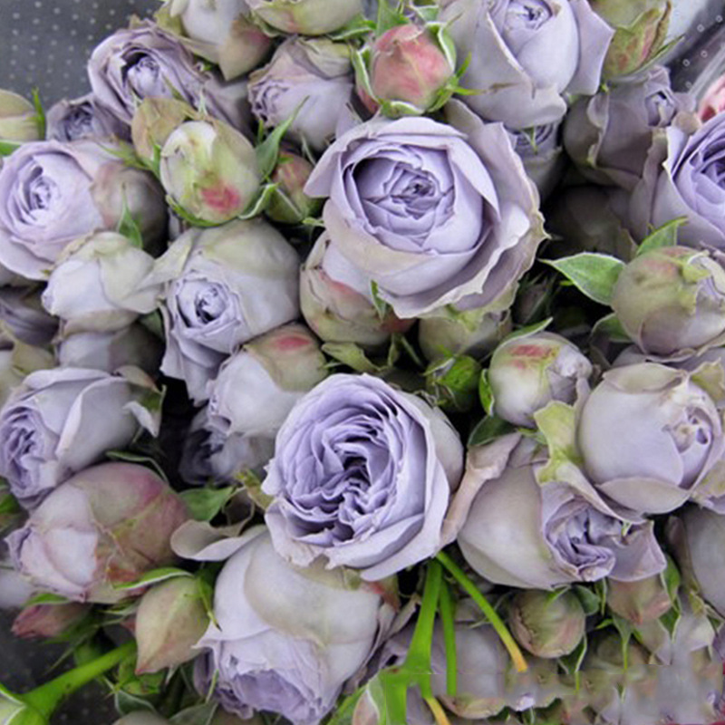 蓝色绒球 四季开灌木丰花多头月季玫瑰阳台绿植盆栽开花 好养