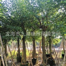 福建种植基地 鸡冠刺桐批发价格 绿化景观树 规格齐全 量大优惠