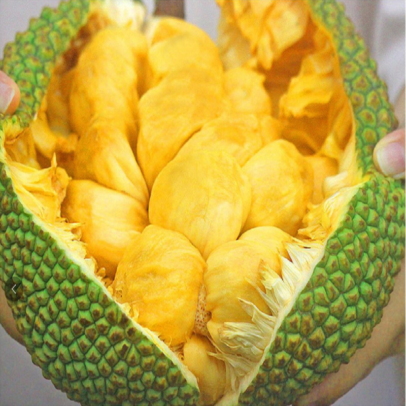 海南榴莲蜜应当季新鲜热带水果软糯香甜手撕3-5斤