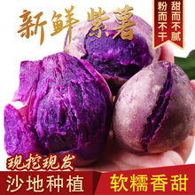 沂蒙山新鲜紫薯现挖紫地瓜农家自种紫心地瓜紫薯番薯新鲜红薯包邮