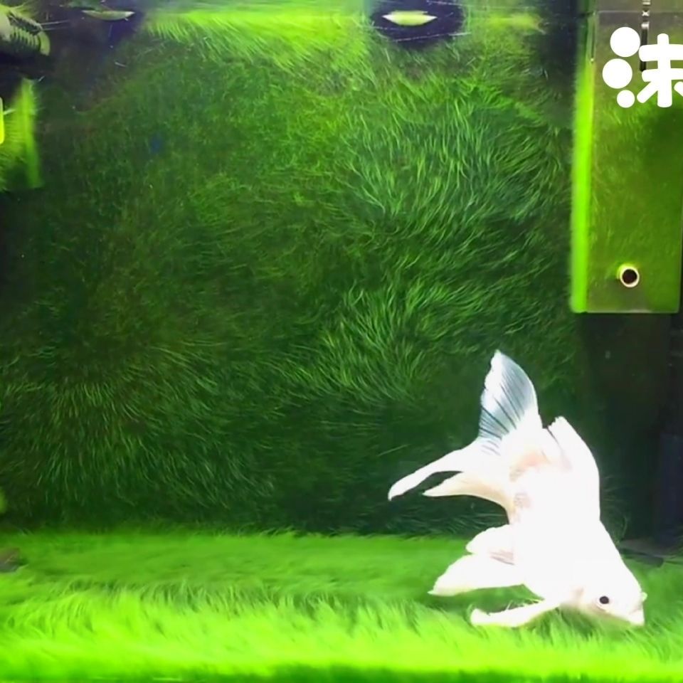 长绒藻金鱼缸绿苔绿毛藻绿地毯苏虾藻藻种鱼缸造景活藻藻石短绒藻