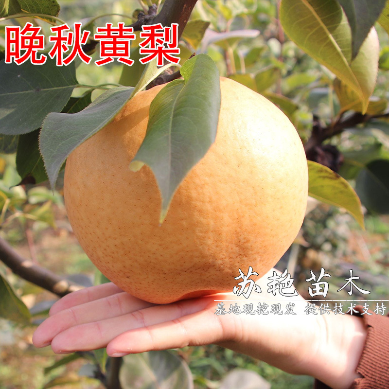 晚熟高产梨树苗嫁接苗 黄梨苗南方北方种植 晚秋黄梨树苗当年结果