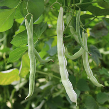九粒白四季豆种籽老来少芸豆白豆角蔬菜种子农田菜园高产早熟肉厚