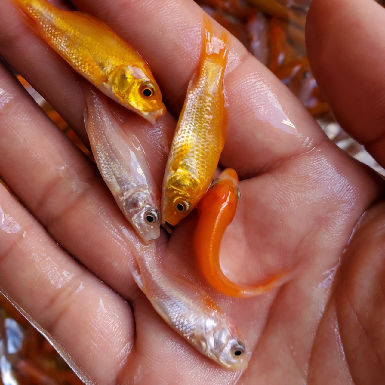 锦鲤鱼苗日本锦鲤鱼苗大量批发各种品质锦鲤鱼苗