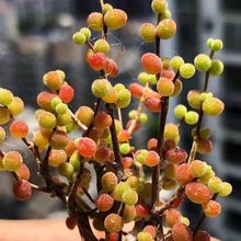 糖球米粒枝干番杏多肉植物室内稀有花卉小盆栽群生老桩四季好养活