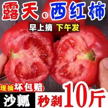 西红柿沙瓤新鲜现摘生吃番茄云南蔬菜水果批发3/10斤一件批发代发