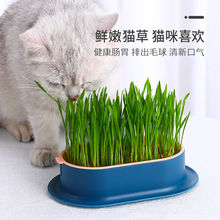 猫草片种植狗狗猫草水培盒盆栽即食懒人猫薄荷零食猫咪用品宠物