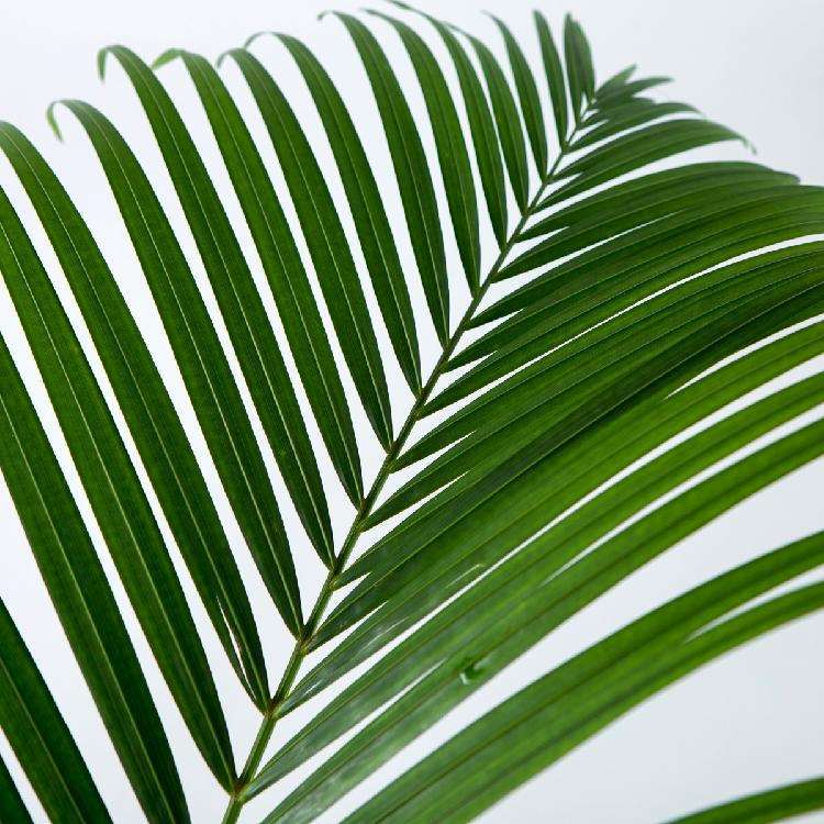 云南昆明鲜花基地批发 散尾叶配叶类鲜切花 婚庆花店鲜花批发