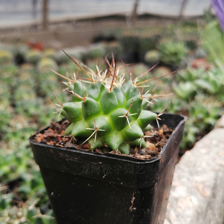 多肉植物批发 约4-6cm 魔象 毛象仙人球 裸根 花卉盆栽绿植