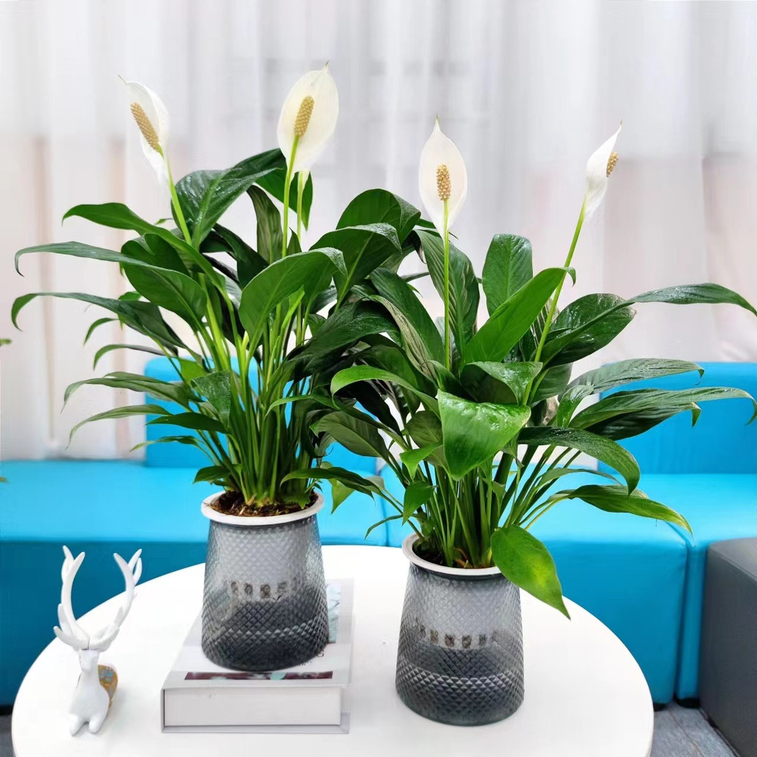 白掌盆栽易活一帆风顺水培植物办公室内花卉绿植红掌水养四季开花