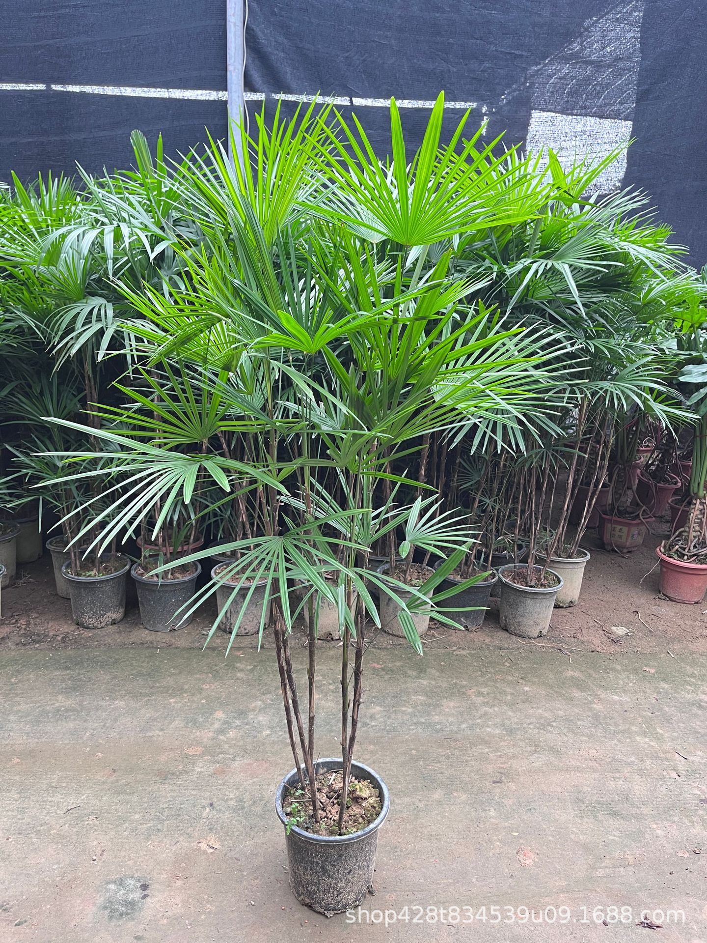 大叶棕竹网红棕竹盆栽室内客厅植物耐旱耐寒四季常青植物棕竹绿植