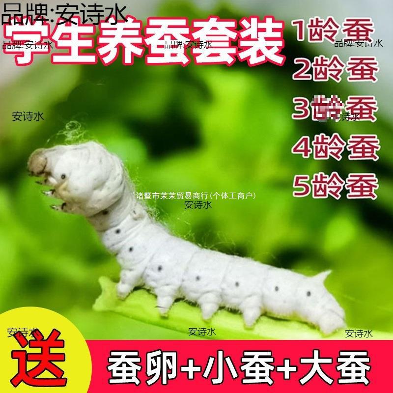 蚕宝宝 学生养蚕套装活体蚕卵蚕种幼蚕大蚕12345龄送新鲜桑叶彩色