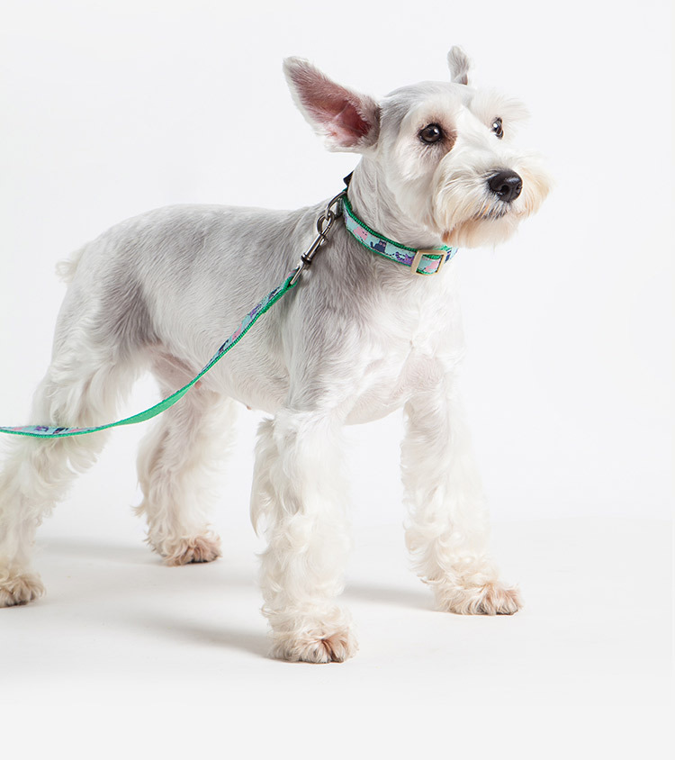 touchdog它它遛狗牵引绳胸背项圈泰迪狗牵引绳狗链专用狗狗用品