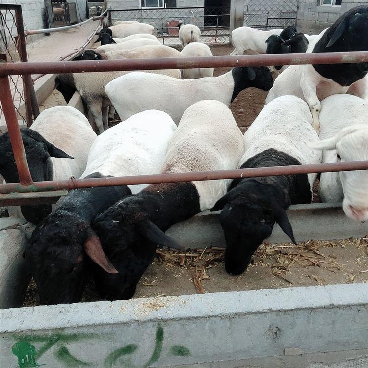 黑头杜泊羊绵羊活体纯种杜泊羊高产怀孕母羊种公羊黑头绵羊养殖