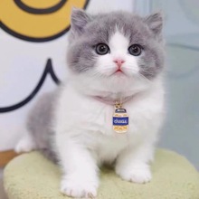 全国发货英短矮脚曼基康银渐层猫幼猫崽长毛银点金点活体宠物猫咪