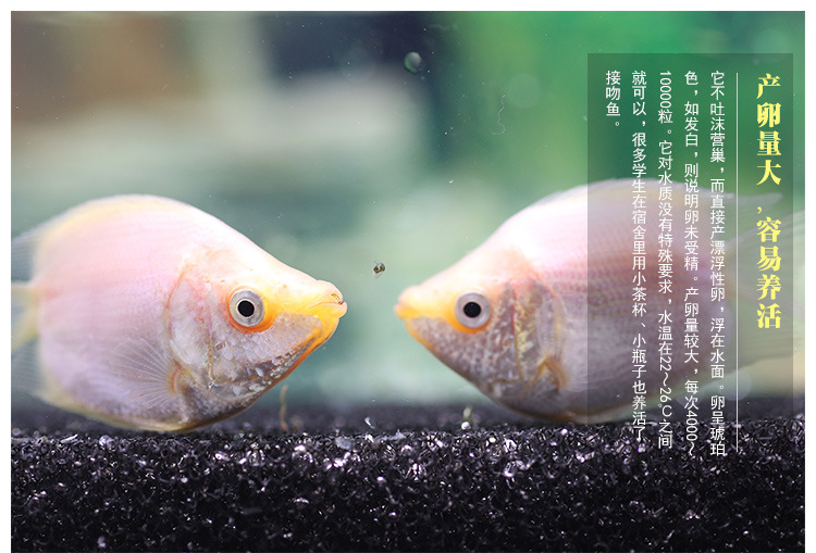 接吻鱼亲嘴鱼彩接吻热带鱼活体鱼水族观赏鱼活体宠物鱼包活对对鱼