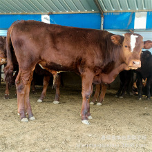 利木赞牛肉牛犊出售价位 四川地区适应养殖哪个品种的肉牛