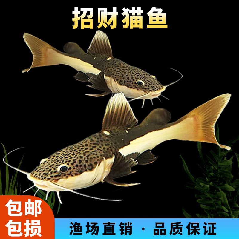 招财猫鱼红尾鲶活鱼热带鱼黄金招红尾财猫鱼底层大型观赏鱼狗仔鲸