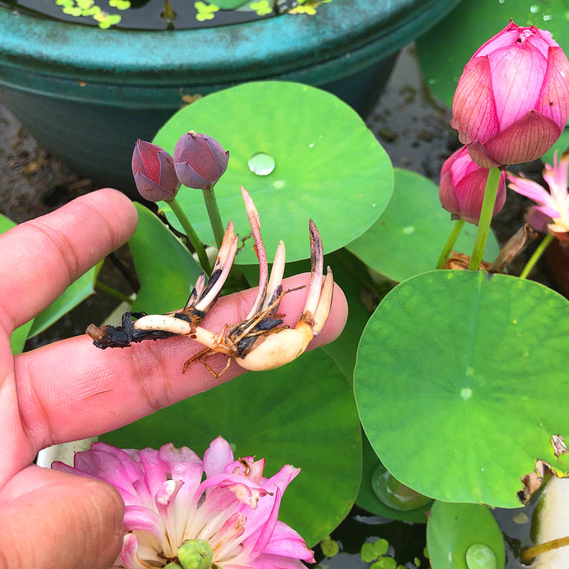 碗莲种藕根茎带芽小型花苗水培植物四季室内荷花盆栽睡莲花卉成品