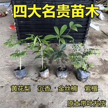 .小叶紫檀 海南沉香苗 海南黄花梨 金丝楠树苗 带叶带土杯发货