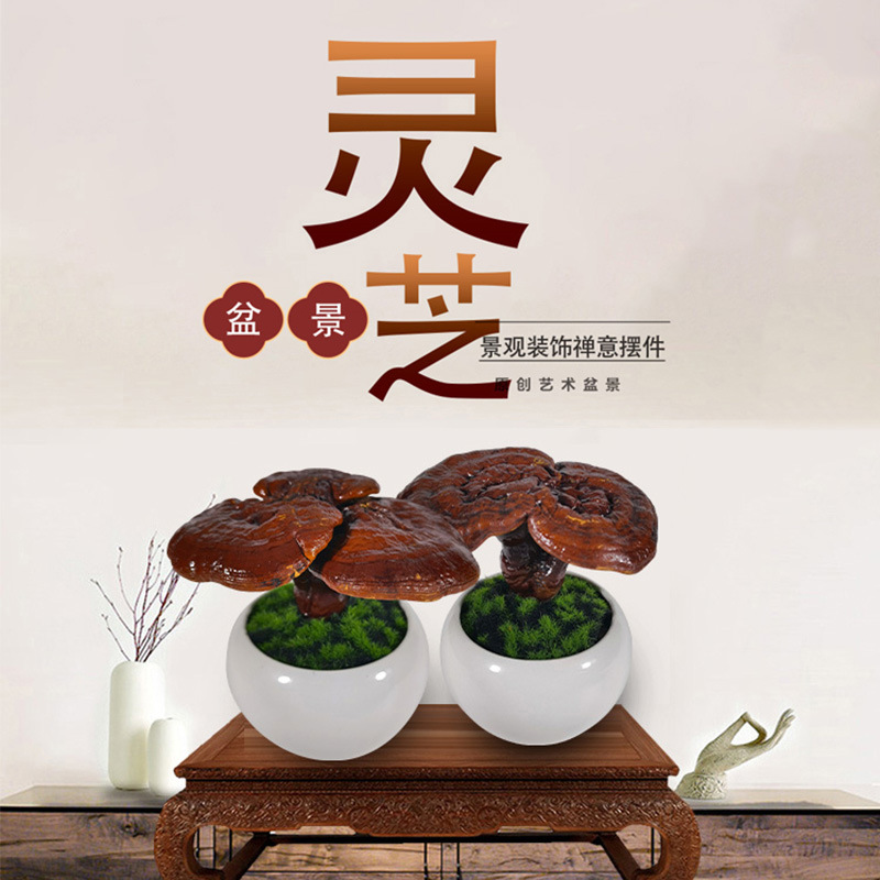 灵芝盆栽灵芝盆景办公室摆件大灵芝活体灵芝 禅意华幻 坚持单株高
