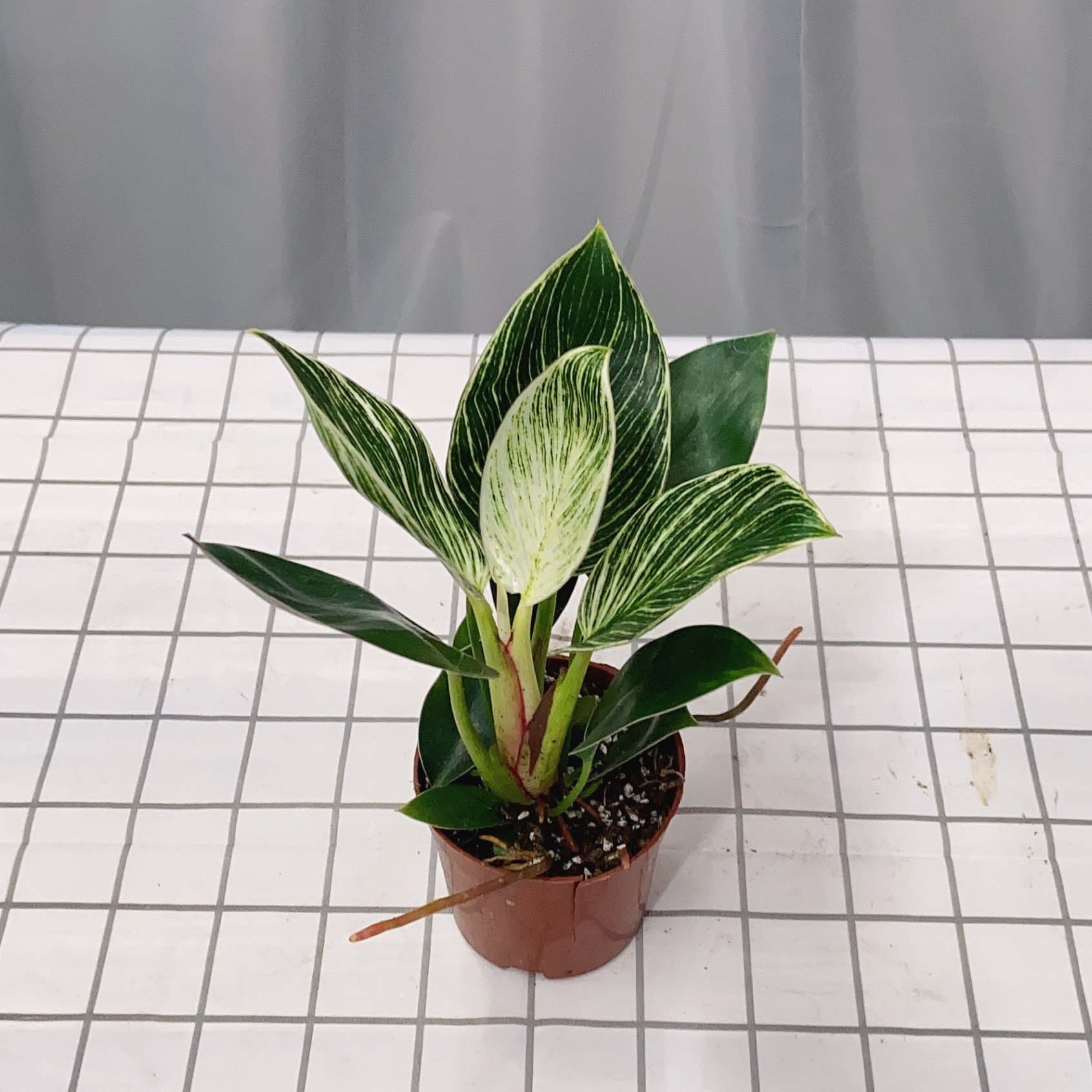 蔓绿绒盆栽铂金钻北欧风条纹植物室内桌面摆放绿植四季常青好养护