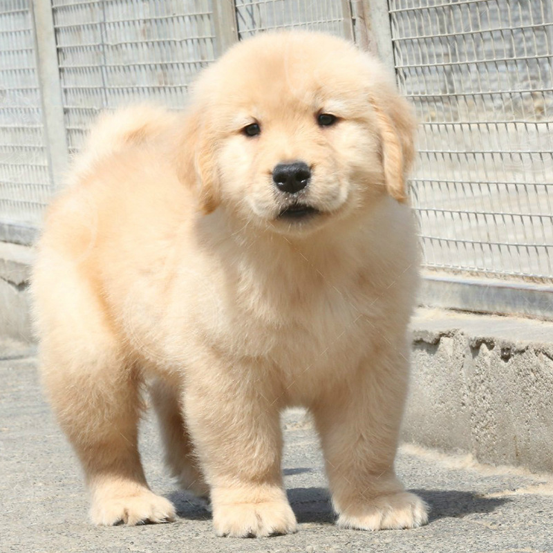 出售纯种金毛幼犬金毛犬幼犬活体大骨架金毛狗拉布拉多犬宠物狗狗