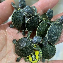 佛州甜甜圈龟活体宠物乌龟活体淡水两栖观赏龟大河甜甜圈包邮包活