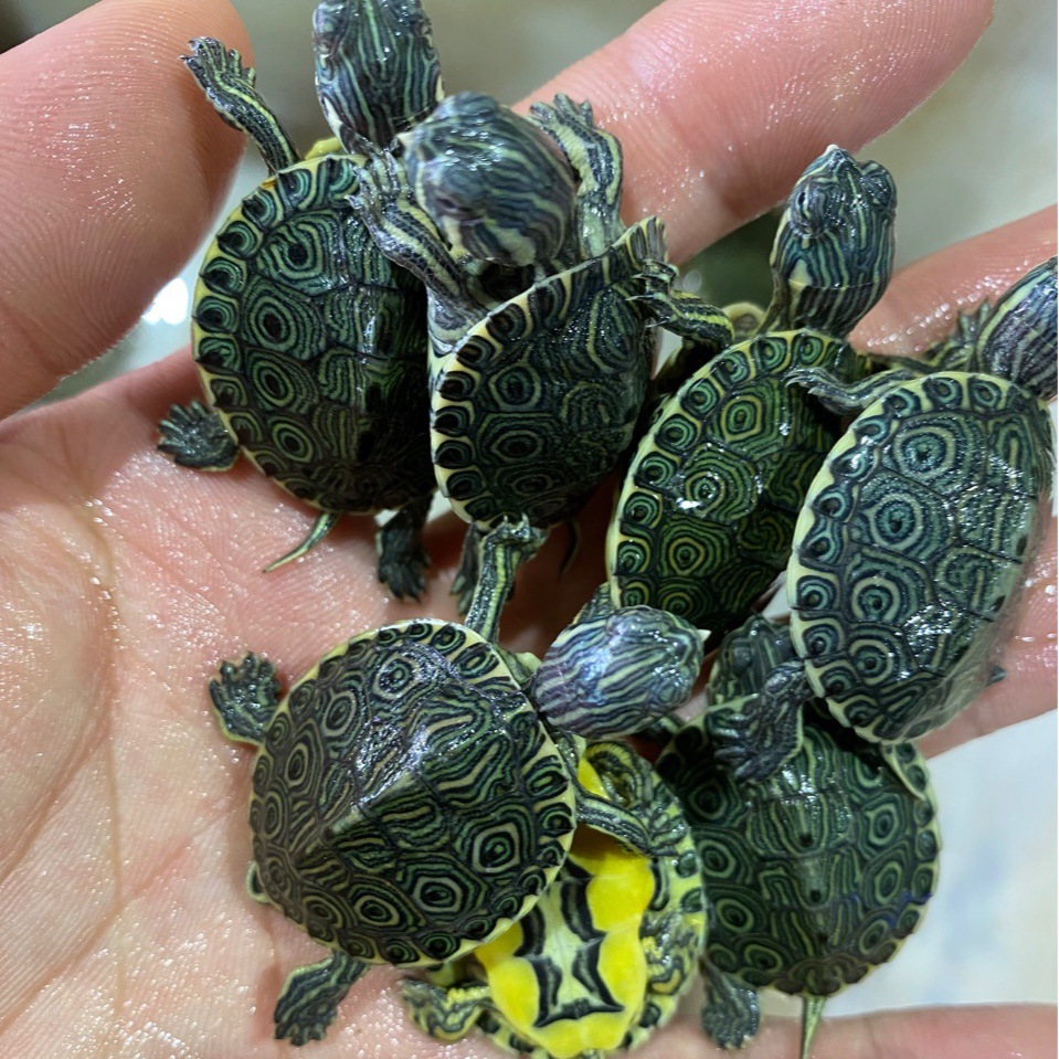 外塘大河甜甜圈东部甜甜圈佛州孔雀彩龟深水龟观赏宠物深水小乌龟