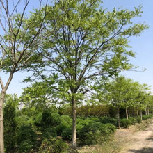 基地批发 无患子 大树 苗圃清场优惠价格 道路景观绿化苗木