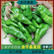 余干青辣椒丰收正宗枫树小辣椒现摘新鲜精选3斤包邮江西农家整箱