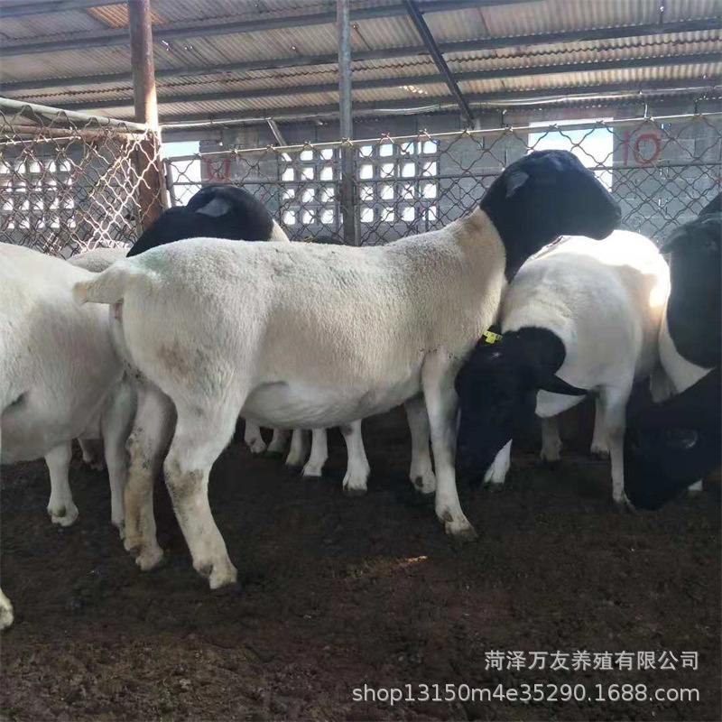 出售杜泊羊绵羊活体 黑头白头绵羊成年种公羊母羊-阿里巴巴