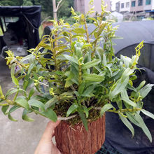 大龟背名贵石斛兰花大黄花石斛广西产区漂亮稀有匍匐盆栽绿植花卉