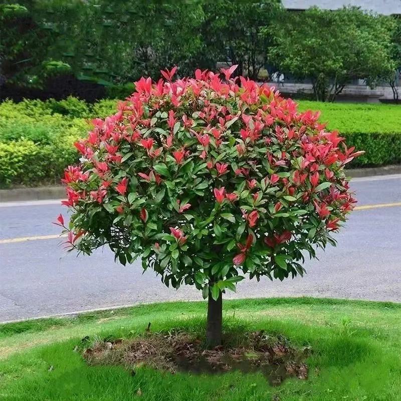 石楠球树高杆庭院花园绿篱四季常青彩色红罗宾色绿化工程花木包邮